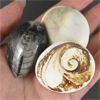 Image 8 : 2 Polished Cats Eye Shell Fossils & 1 Orthoceras Fossil 