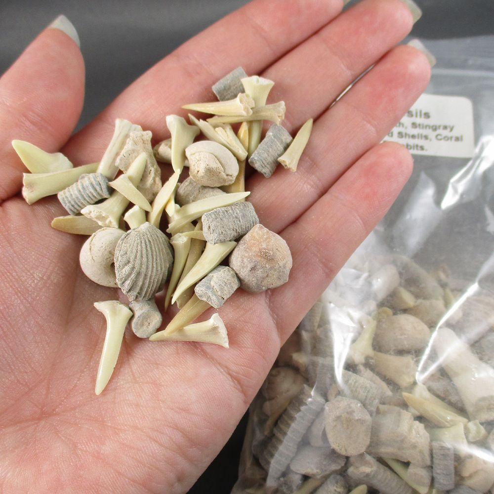 Lot of Mixed Fossils - Sand Shark Teeth, Stingray Teeth, Gastropod ...