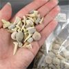 Image 1 : Lot of Mixed Fossils - Sand Shark Teeth, Stingray Teeth, Gastropod Shells, Coral Fossils & Trilobits