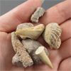Image 5 : Lot of Mixed Fossils - Sand Shark Teeth, Stingray Teeth, Gastropod Shells, Coral Fossils & Trilobits