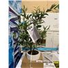 Image 1 : CG Hunter Faux Office Olive Tree Aprox 2'