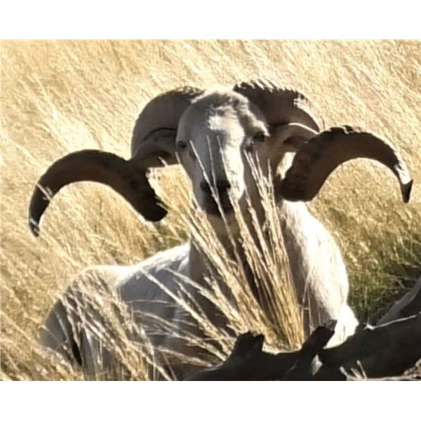 Snowy Mountain Ram Hunt for 2