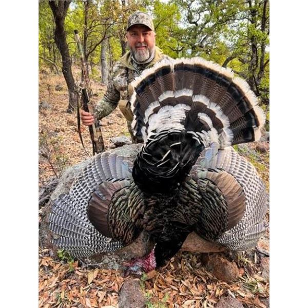 Gould’s Turkey hunt for 2 hunters