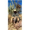 Image 1 : High Fence Desert Sheep Hunt in Sonora Mexico