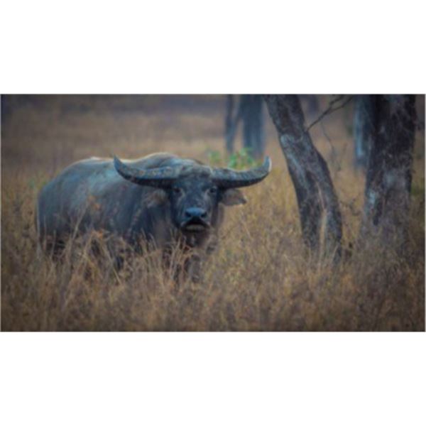 Australia Cow Buffalo Hunt for 2