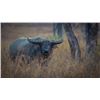 Image 1 : Australia Cow Buffalo Hunt for 2