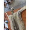 Image 2 : Tan Hide Timber Wolf 74'' From Nose to Tail 