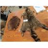 Image 1 : Tan Hide Raccoon, Tan Hide Beaver