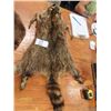 Image 2 : Tan Hide Raccoon, Tan Hide Beaver