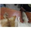 Image 5 : Tan Hide Artic Fox, Tan Hide Red Fox 