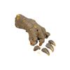 Image 1 : Lot #162: GHOSTBUSTERS (1984) - Stuart Ziff Collection: Terror Dog Foot with Claw Set