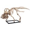 Image 1 : Lot #268: JURASSIC WORLD: FALLEN KINGDOM (2018) - Diorama Room Six-foot Protoceratops Skeleton Displ