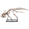 Image 2 : Lot #268: JURASSIC WORLD: FALLEN KINGDOM (2018) - Diorama Room Six-foot Protoceratops Skeleton Displ