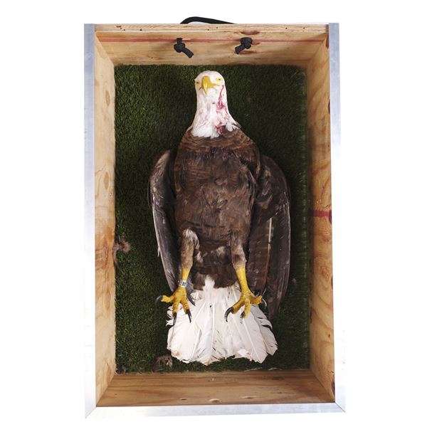 Lot #1169: SHAMELESS (2011-2021) - Screen-Matched Shot Bald Eagle