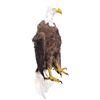 Image 4 : Lot #1169: SHAMELESS (2011-2021) - Screen-Matched Shot Bald Eagle