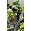 Image 8 : LOT OF PLANTS HOSTAS, 2 STRAWBERRY, DAY LILY, ORANGE STONE CROP AND SUCCULANT