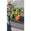 Image 1 : LOT OF PLANTS HOSTAS, STRAWBERRY AND SUCCULANT PLANTS