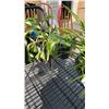 Image 2 : LOT OF PLANTS HOSTAS, STRAWBERRY AND SUCCULANT PLANTS