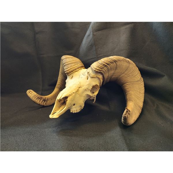 South Dakota Bighorn Sheep Scull