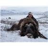 Image 2 : Inuit Outfitting  Greenland Winter Musk Ox Hunt
