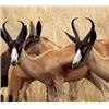 Image 2 : Vos & Co Safaris African Safari for a Springbuck slam for 2 hunters
