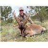 Image 2 : Corju Hunting Spanish Ibex Hunt for 2 ibex 2 hunters