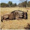 Image 4 : Mynyati Safaris   7 Day African Safari for 1 Zebra 1 Blue Wildebeest 1 Warthog 1 Monkey