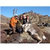 Image 5 : Inuit Outfitting ApS Summer/Fall Musk Ox and Reindeer/Caribou Hunt