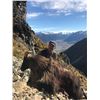 Image 4 : Telford Hunting NZ New Zealand Tahr Hunt for 1 hunter and 1 non