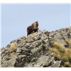 Image 7 : Telford Hunting NZ New Zealand Tahr Hunt for 1 hunter and 1 non