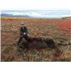Image 6 : North Alaska Expeditions – Justin & Conner Johns  12 Day Alaskan Brown Bear Hunt in Togiak National 