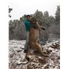 Image 6 : Pine Valley Outfitters 5 Day Mountain Lion hunt for 1 Hunters