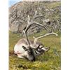 Image 1 : Inuit Outfitting ApS October Greenland Caribou Hunt
