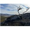 Image 2 : Inuit Outfitting ApS October Greenland Caribou Hunt