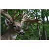 Image 1 : $1000 GIFT CERTIFICATE FOR A TROPHY WHITETAIL DEER HUNT FOR 1 HUNTER
