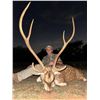Image 1 : TEXAS - 3 DAY/2 NIGHT TROPHY EXOTICS HUNT FOR 2-4 HUNTERS