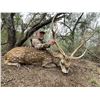Image 2 : TEXAS - 3 DAY/2 NIGHT TROPHY EXOTICS HUNT FOR 2-4 HUNTERS
