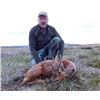 Image 2 : SCOTLAND – 7 DAY RIFLE HUNT PACKAGE FOR 2 ROE BUCKS FOR 1 HUNTER