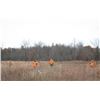Image 1 : MICHIGAN - PHEASANT HUNT FOR FOUR HUNTERS