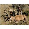 Image 3 : NEW ZEALAND - 5 DAY 1X1 RED STAG RIFLE HUNT FOR 1 HUNTER