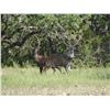 Image 4 : TEXAS – 3 DAY/2 NIGHT TROPHY WHITETAIL AND EXOTICS HUNT FOR 2 HUNTERS