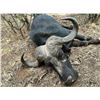 Image 3 : SOUTH AFRICA - 3 DAY TROPHY COW CAPE BUFFALO GUN HUNT FOR 1 HUNTER