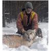Image 2 : ONTARIO - 6 NIGHTS/5 DAYS TROPHY WOLF HUNT FOR 1 HUNTER