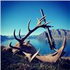 Image 1 : NEW ZEALAND - 3 DAY HUNT FOR BRONZE MEDAL RED STAG FOR ONE HUNTER