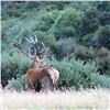 Image 3 : NEW ZEALAND - 3 DAY HUNT FOR BRONZE MEDAL RED STAG FOR ONE HUNTER