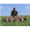 Image 3 : SERBIA – ROE DEER HUNT WITH RIFLE FOR 1 HUNTER