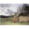 Image 3 : NEW MEXICO - 5 DAY GUN OR 6 DAY BOW ELK HUNT FOR 1 HUNTER