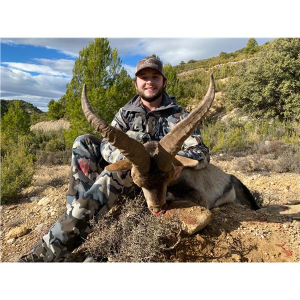 CORJU HUNTING-BICEITE IBEX