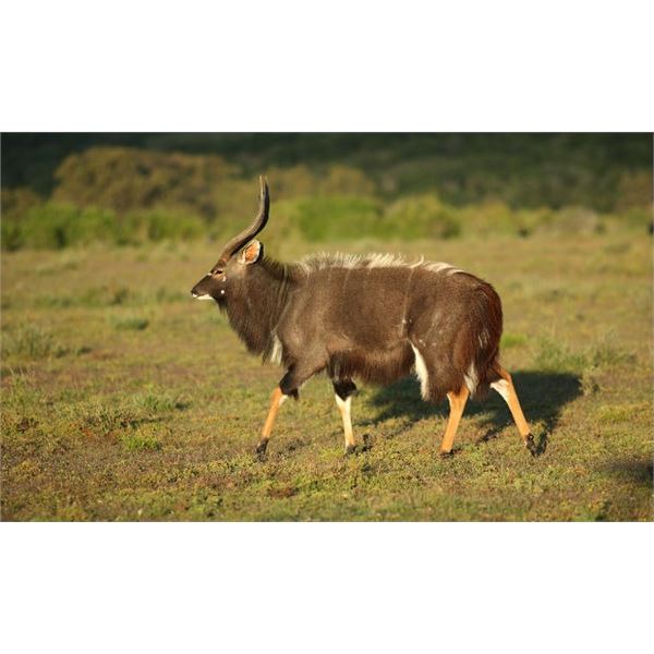 GP FOOTPRINT SAFARIS- NYALA