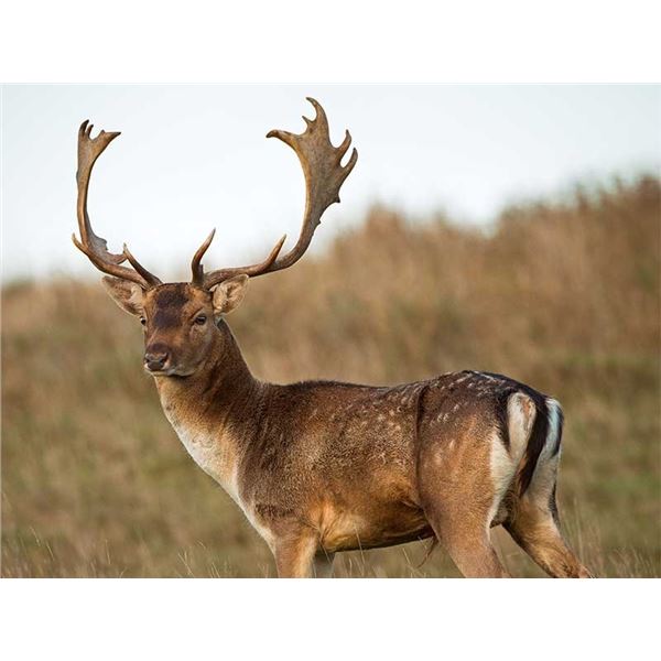 HUNTINSPAIN AND ALFONSO FABRES